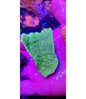Montipora Plato Verde fluor