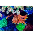 Orphek Atlantik icon reef