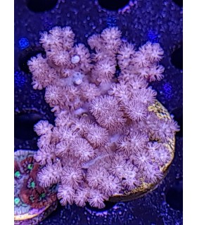 Coral blando (Ref: 002)