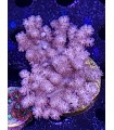 Coral (Ref: 002)