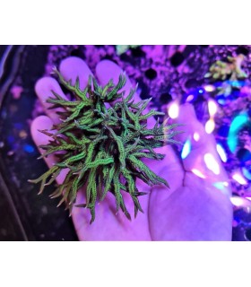Seriatopora Hystrix verde