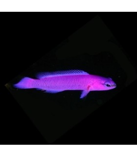 pseudochromis fridmani (Talla M)