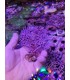 Gorgonia Fotosintetica acalycigoriga inermis
