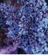 Gorgonia Fotosintetica acalycigoriga inermis
