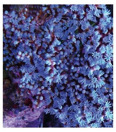 Gorgonia Fotosintetica (Ref: 014)