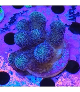 Coral Milka  (Talla S)
