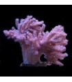 Alcyonium spp. Pussey Coral (Talla XL)