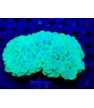 Plerogyra Sinuosa Ultra Colour (Talla XL) (Coral Burbuja)