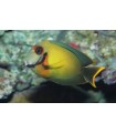 Acanthurus pyroferus Pacific Mimic Surgeonfish (Talla S)