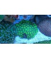 Coral view box (lupa de corales), Zetreef