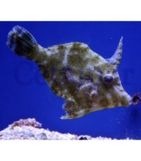 Acreichthys tomentosus Seagrass Filefish (Talla S)