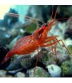 Lysmata wurdemani, Peppermint shrimp (Talla S/M)