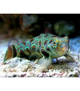 Synchiropus picturatus Psychedelic Dragonet (Talla M)