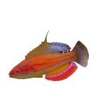 Labridae Fish