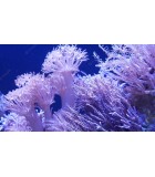 Coral macio