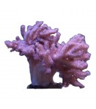 Corales para Principiantes